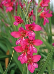 images/categorieimages/n227-gladiolus-communis-ssp_-byzantinus.jpg