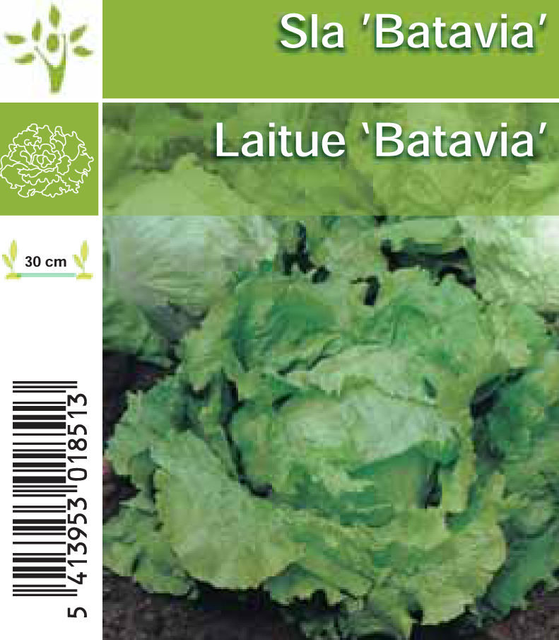 sla Batavia per tray (8x6)