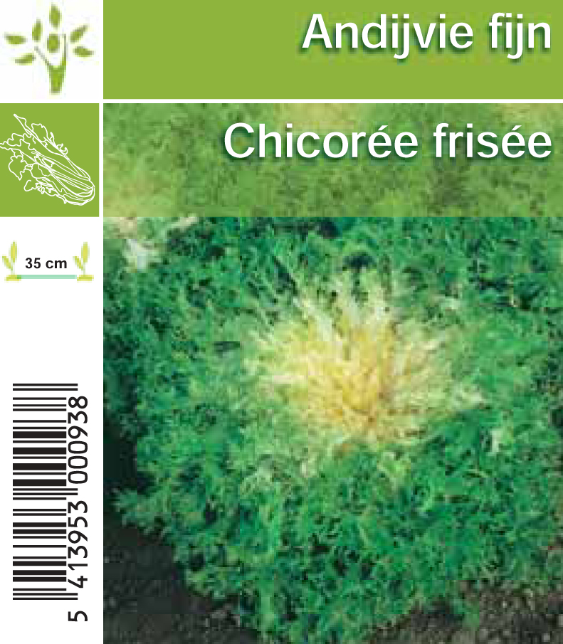 Andive - Chicorée frisee (8*6)