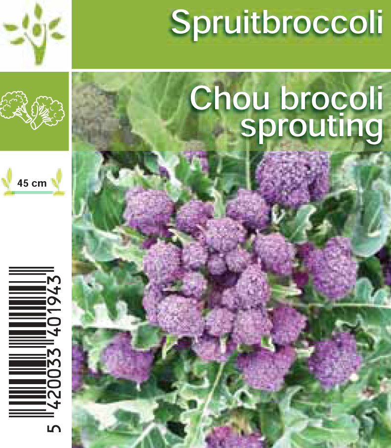 Chou broccoli sprouting (tray 8*6)