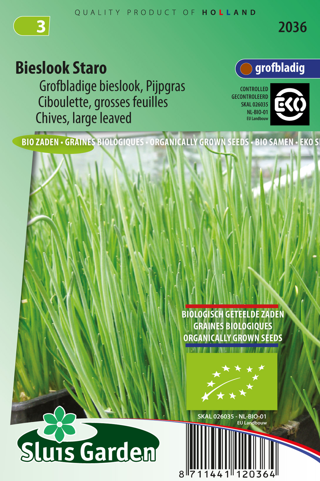 Graines De Ciboulette à Feuilles Larges – 250 Graines Bio Reproductibles Pour Potager, Balcon Ou Jardin