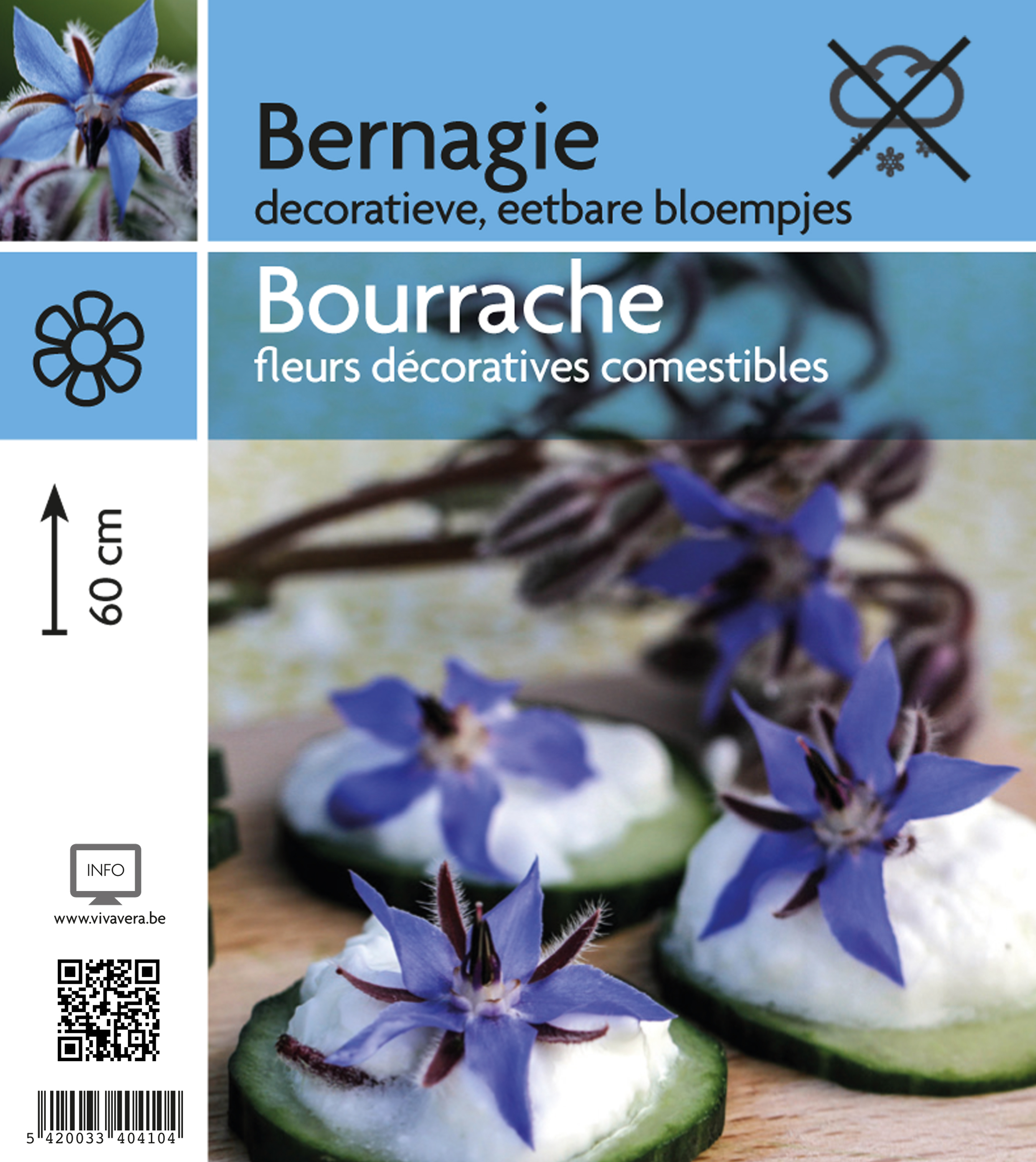 Bourrache (tray 15 pot)