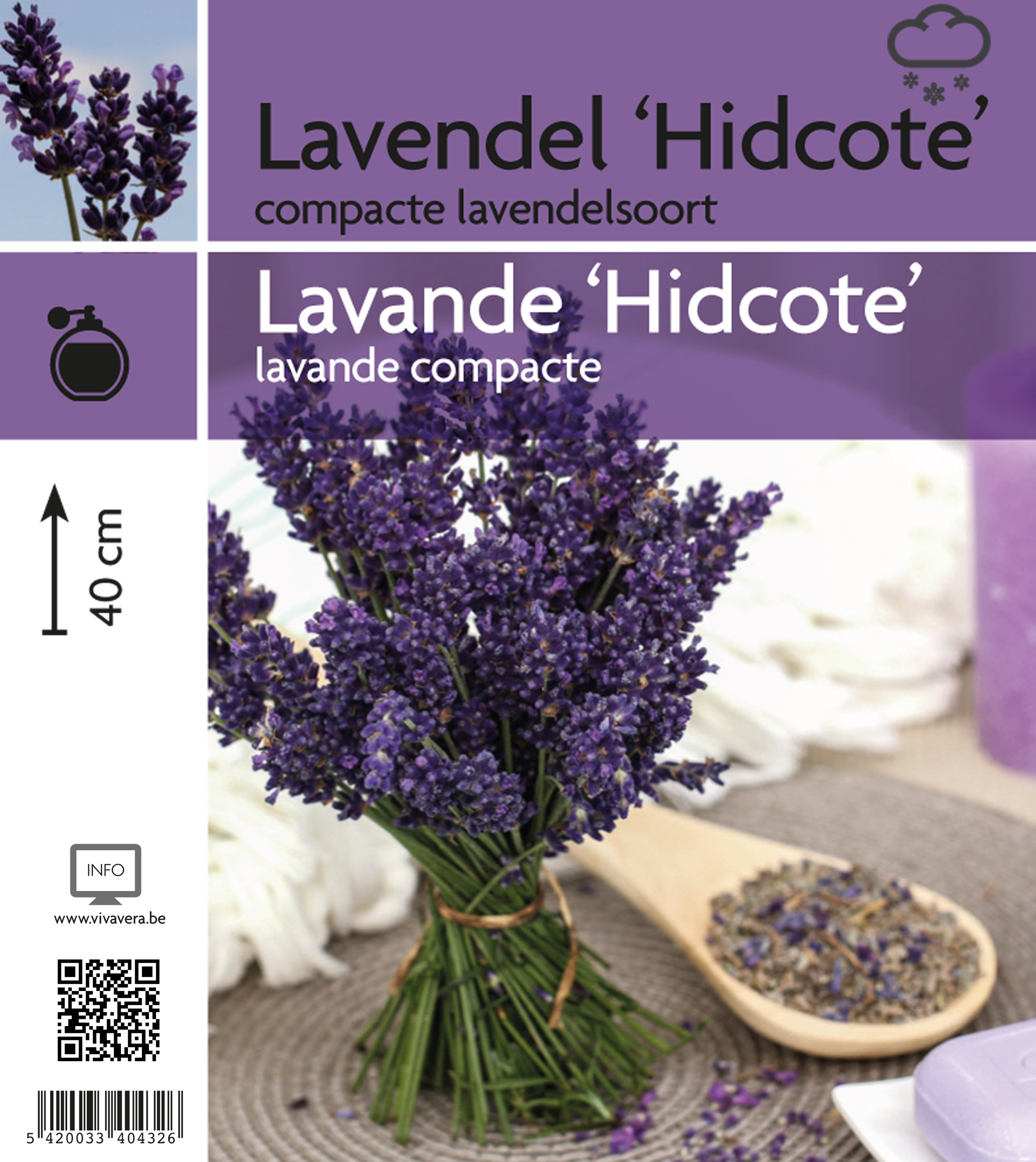 Lavendel 'Hidcote' (tray 15 pot)