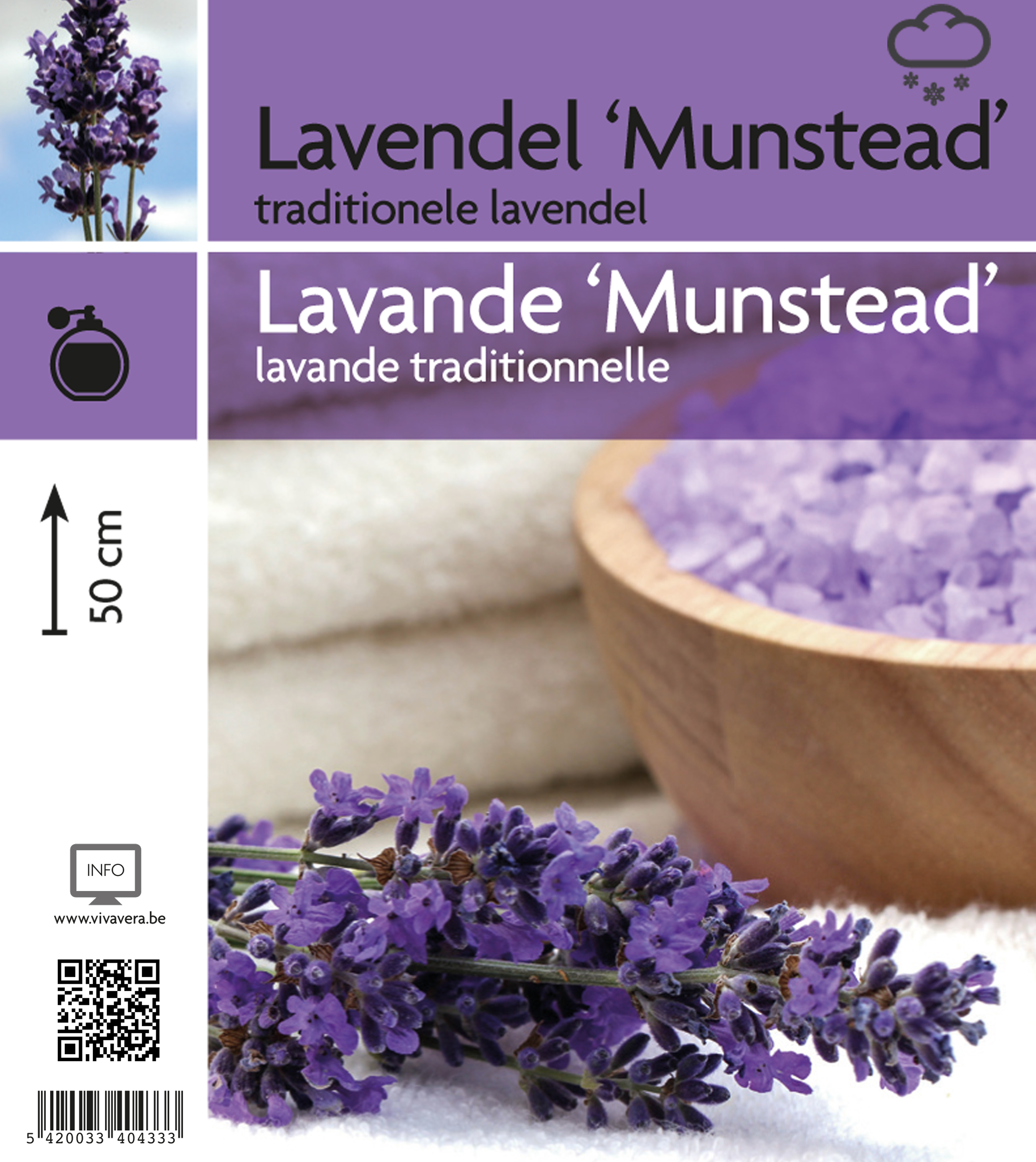 Lavendel 'Munstead' (tray 15 pot)