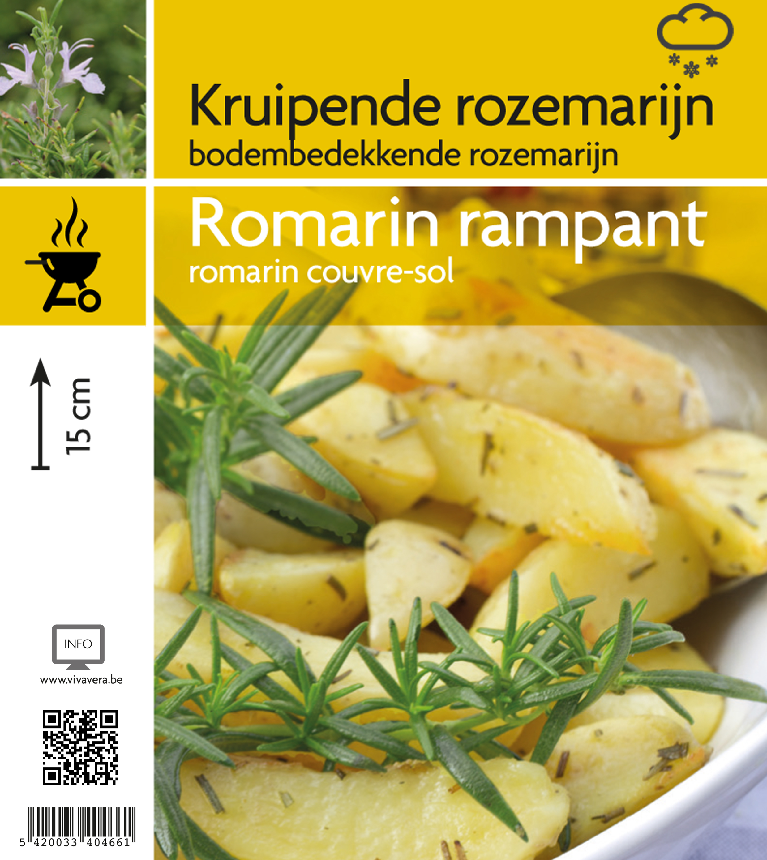 Romarin rampant (tray 15 pot)