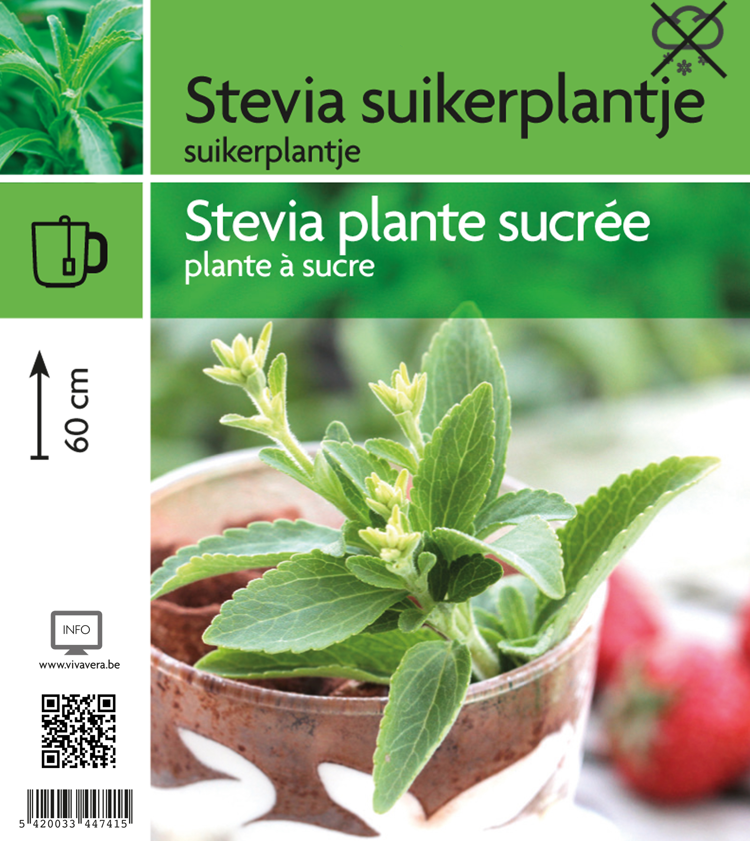 Stevia suikerplantje (tray 15 pot)