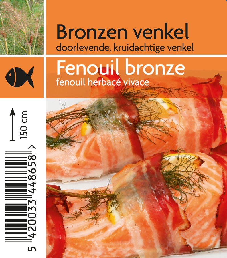 Fenouil bronze (tray 15 pot)