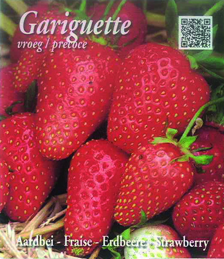 Gariguette (tray 15 pot 10,5)