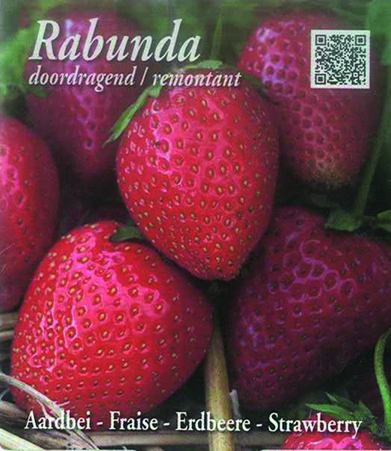 Rabunda (tray 15 pot 10,5)