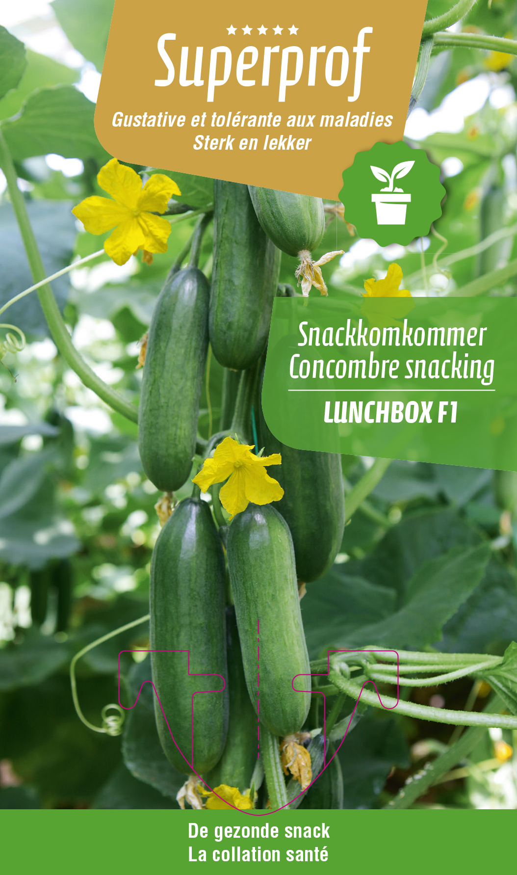 Snack-komkommer Lunchbox(tray 8 pot)