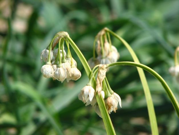 Allium Paradoxum Var. Normale