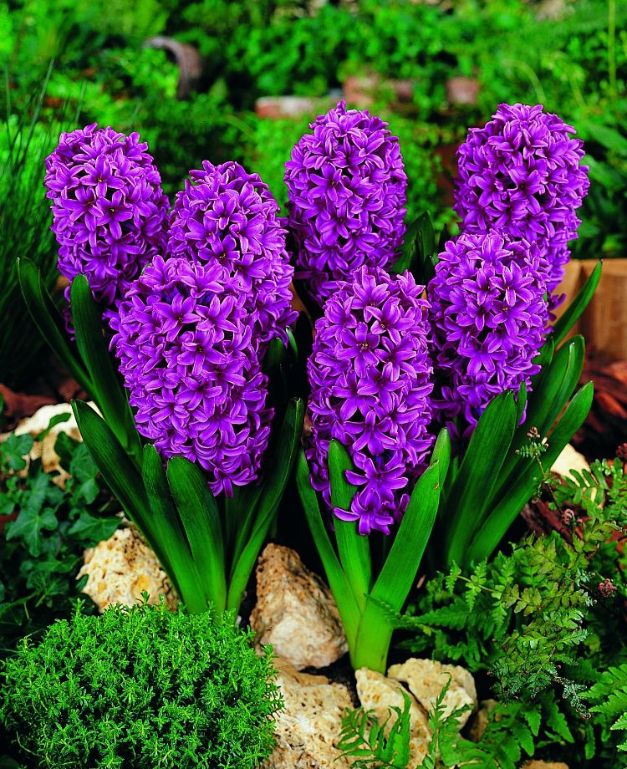 Hyacint Violet - Anna Lisa