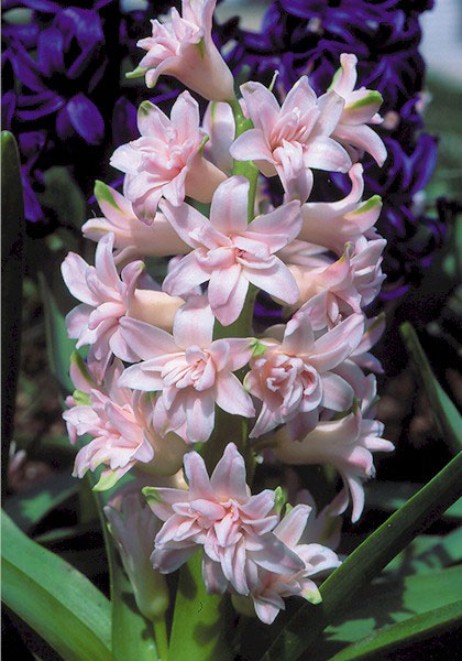 Hyacint Double Pink