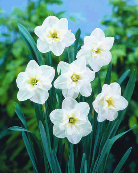 Narcis Papilon Blanc