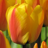 Tulpen Oxford Wonder