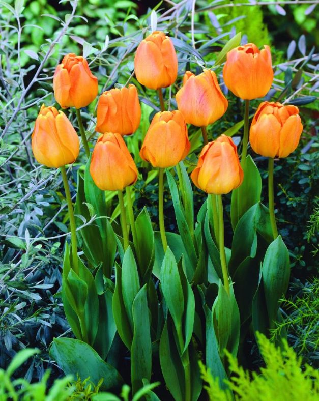 Tulpen Oranjezon