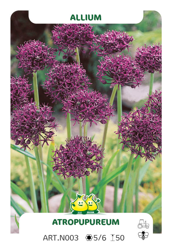 Allium Atropupureum