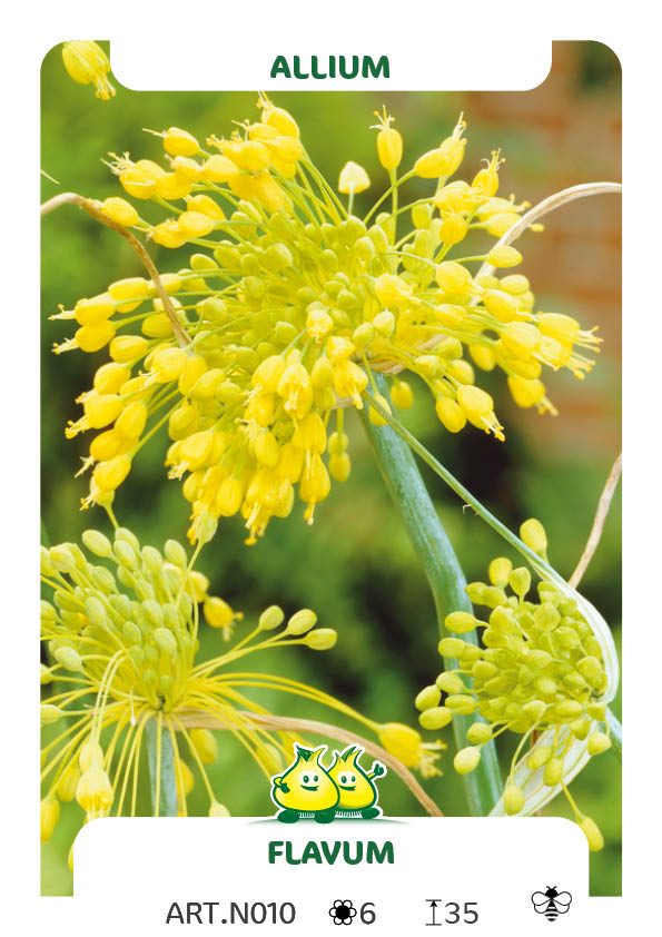 Allium Flavum