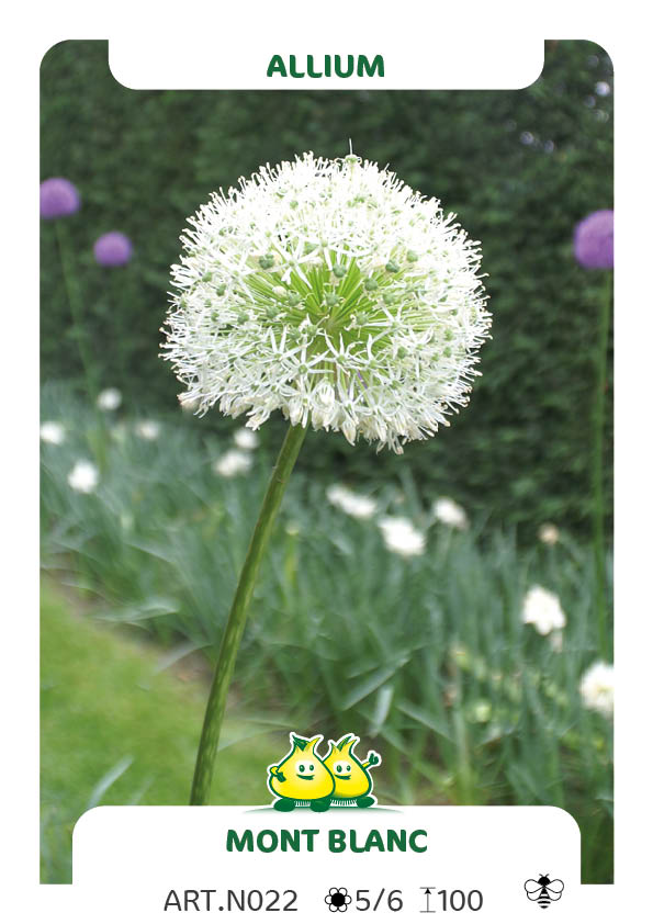 Allium Mont Blanc