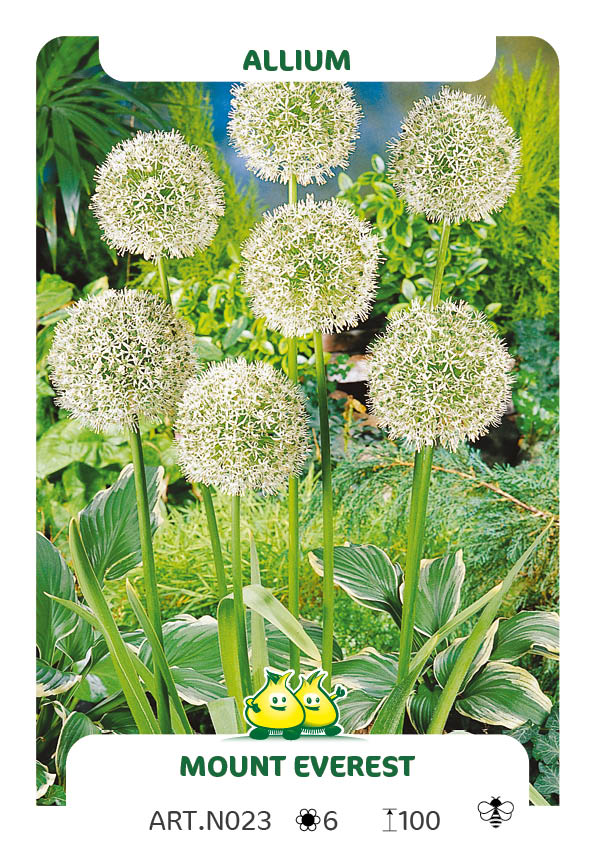 Allium Mount Everest