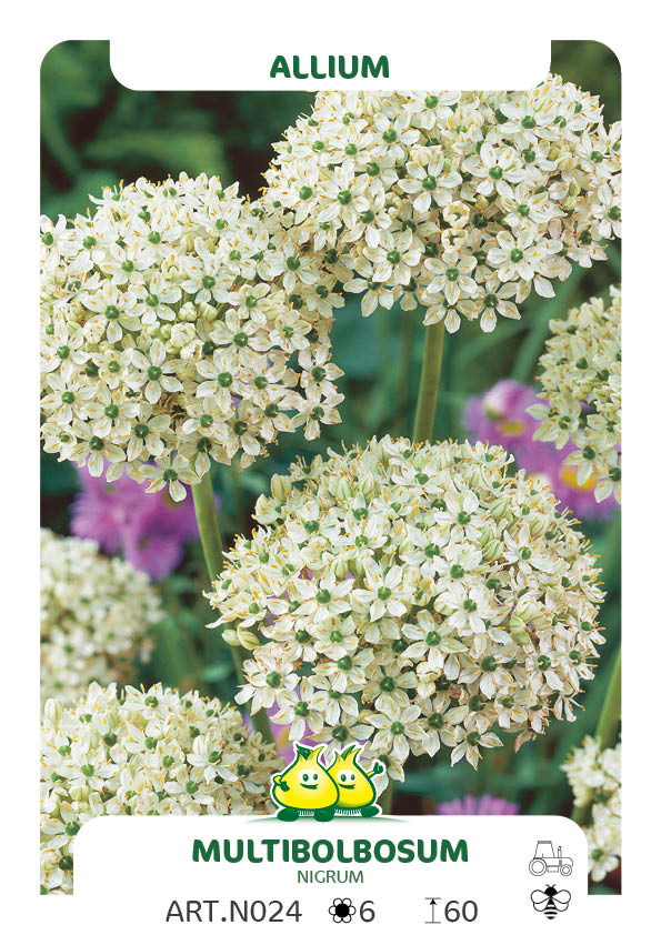 Allium Multibulbosum (Nigrum)