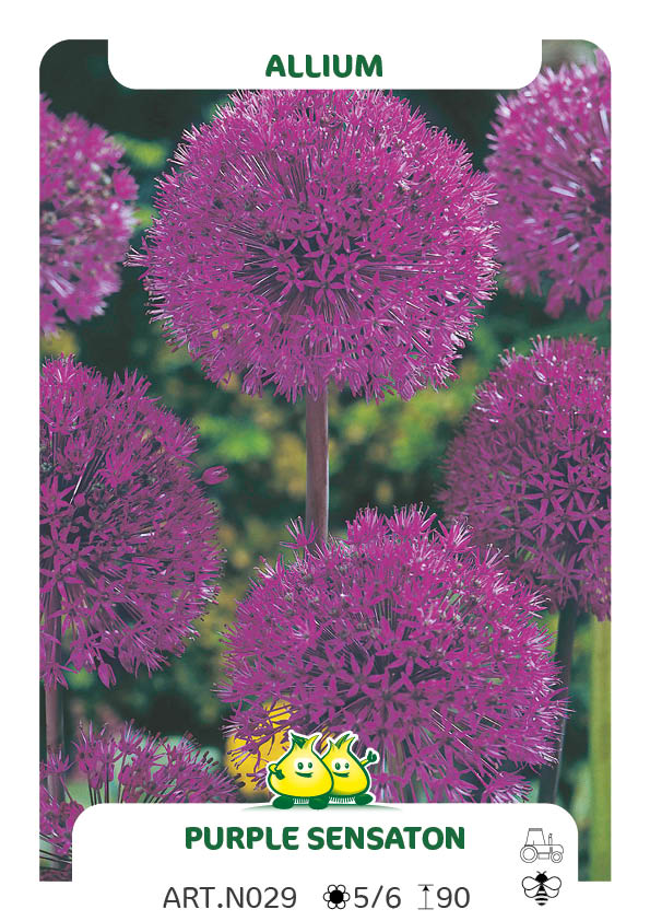 Allium Purple Sensation