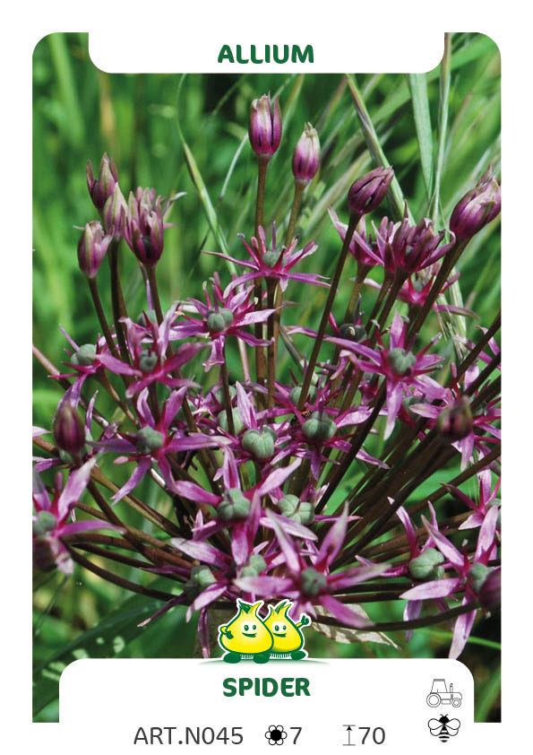 Allium Spider - Toabago