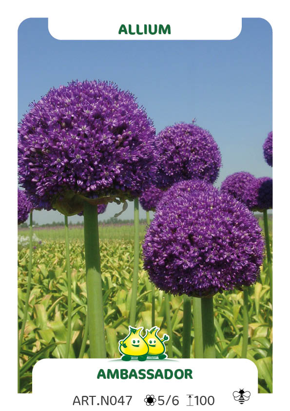 Allium Ambassador