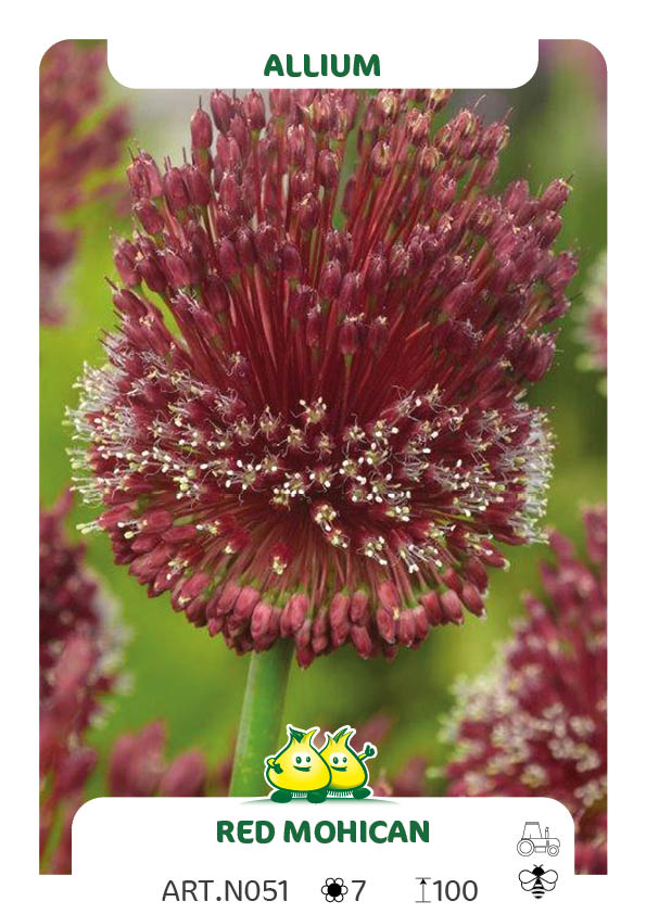 Allium Amethystinus Red Mohican