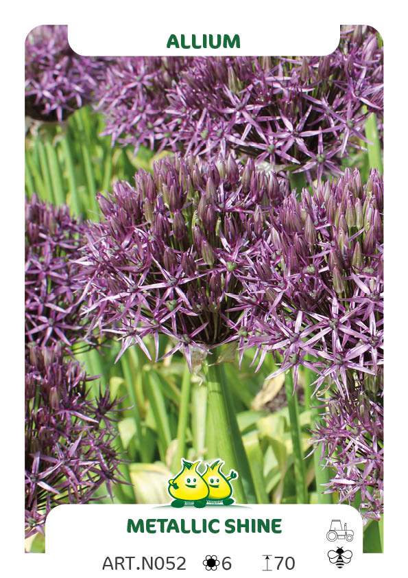 Allium Metallic shine