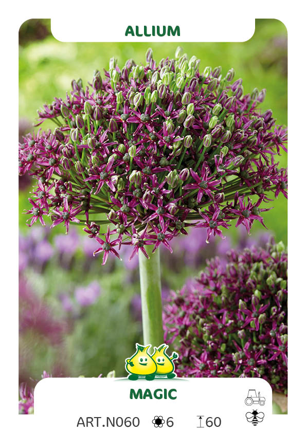 Allium Magic