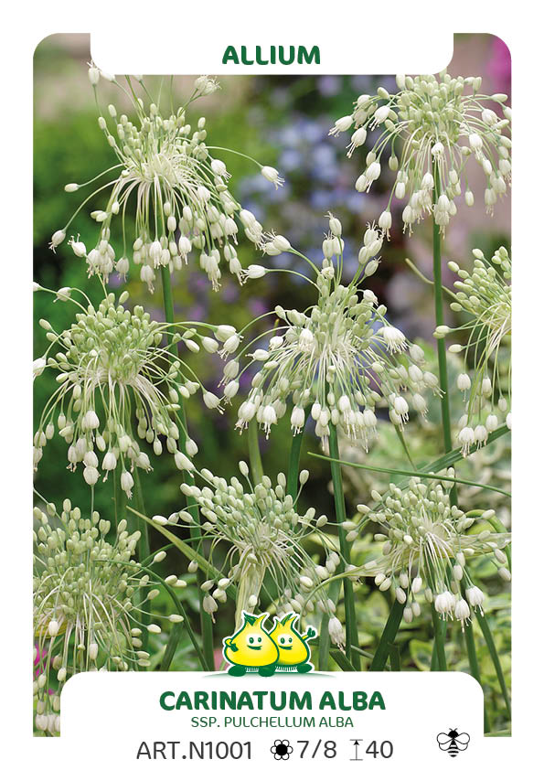 Allium Carniatum Alba