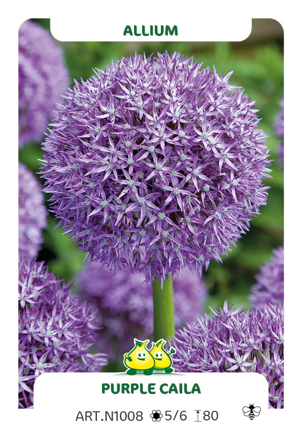 Allium Purple Caila