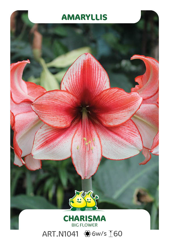 Amaryllis Charisma