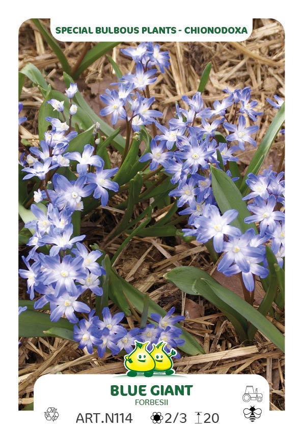 Chionodoxa Forbesii Blue Giant