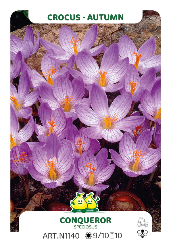 Crocus Conqueror