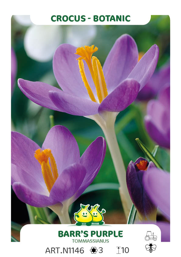 Crocus Bot. barr's Purple