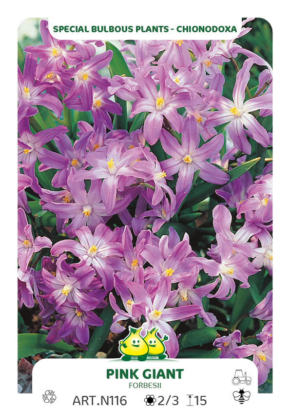 Chionodoxa Pink Giant