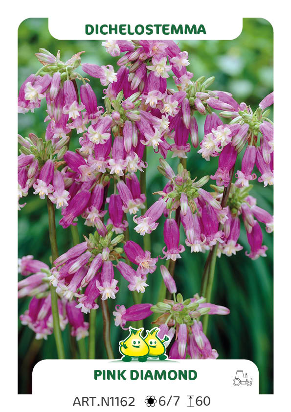 Dichelostemma Pink Diamond