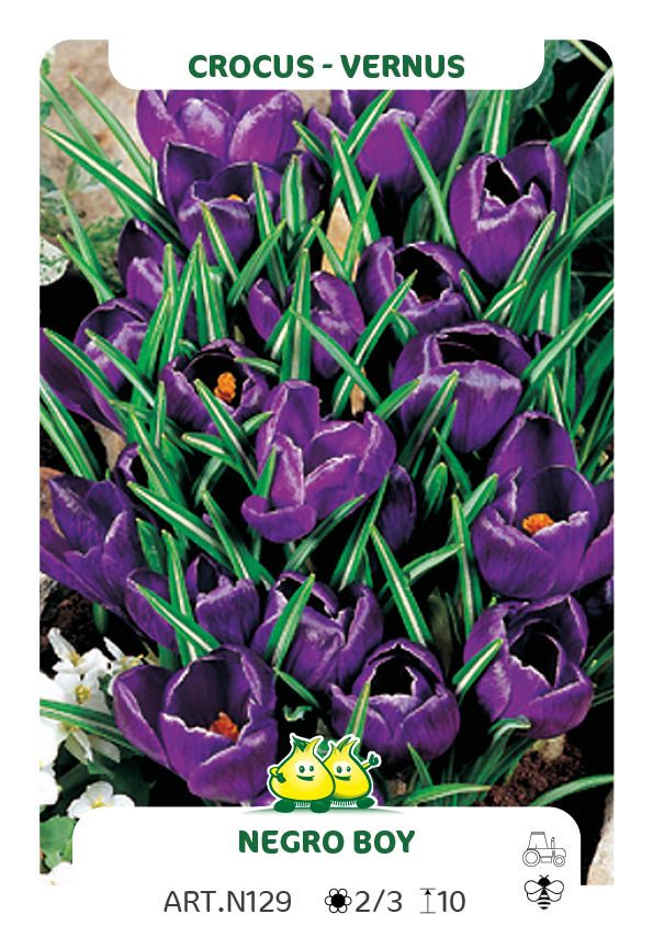 Crocus Negro Boy