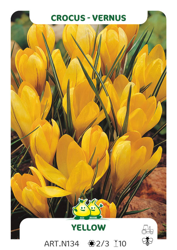 Crocus Vernus Yellow