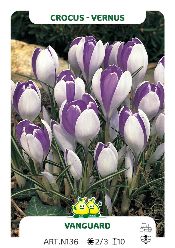 Crocus Vernus Vanguard