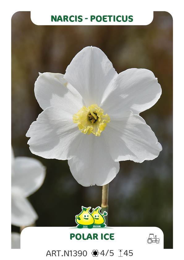 Narcis Polar Ice