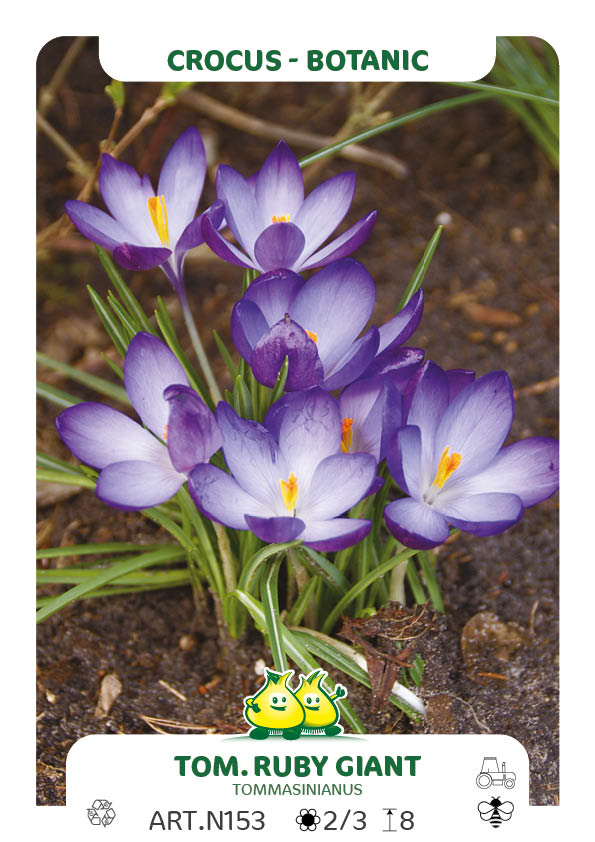 Crocus Bot. Tom Ruby Giant