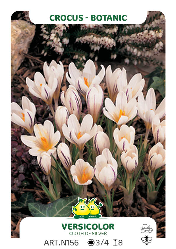 Crocus Bot. Versicolor 'Picturatus' Cloth Of Silver