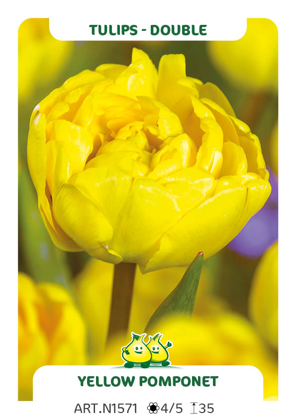 Tulp Yellow Pomponet