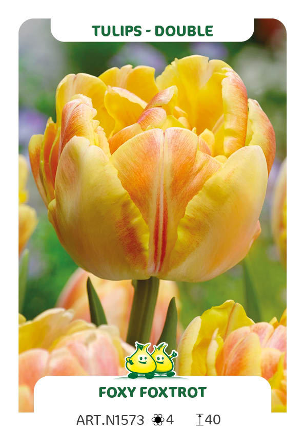 Tulp Foxy Foxtrot