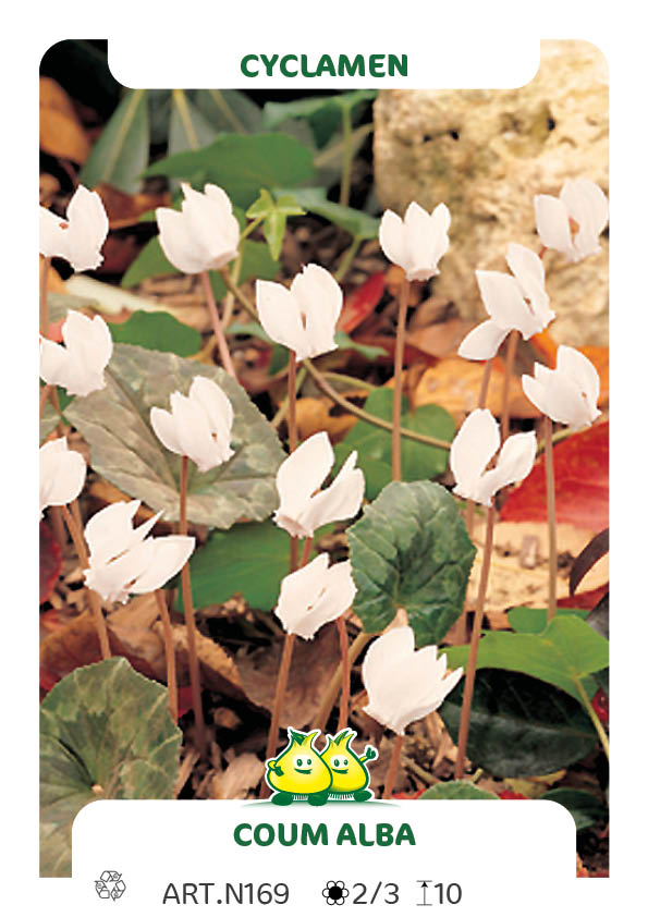 Cyclamen Coum Alba