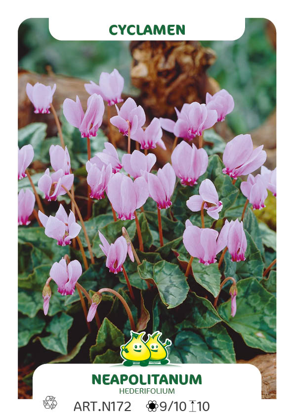 Cyclamen Neapolitanum (Hederifolium)