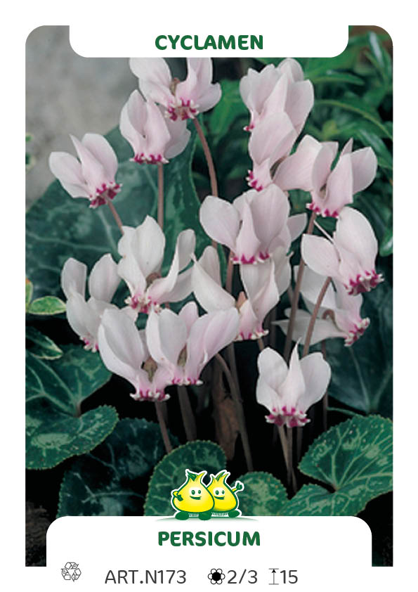 Cyclamen Persicum